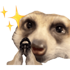 meerkatnochoco