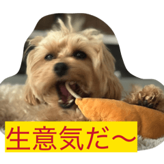 momo_20260222204145