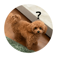 sumire_20260225204251