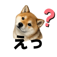 Realistic Shiba Inu Expression Stickers