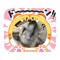 poni25_20260225205057