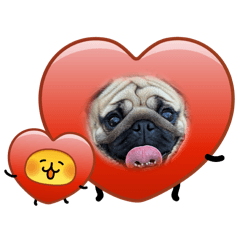 Hachi_20260225212712