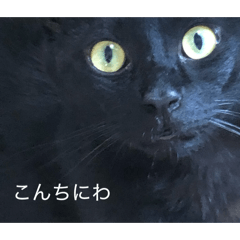 yumeko_20260225135710