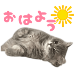 mofucat_mucho_sticker