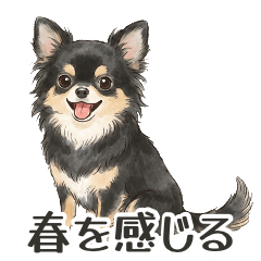 春を感じるチワワ