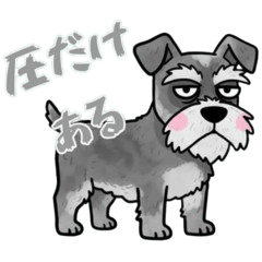 無難じゃないシュナウザー