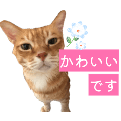kana_20260225213242