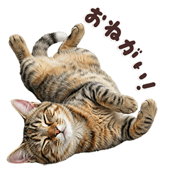 Realistic Plush Calico Cat Life