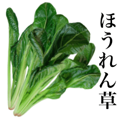 新鮮 菠菜
