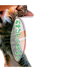 shishamo_20260225150350