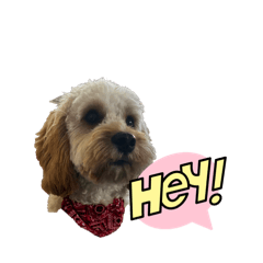 PaneTheCavapoo