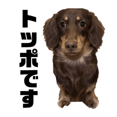 TOPPO_20260226091403