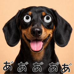會動眼睛的狗狗 - 黑色短毛臘腸犬