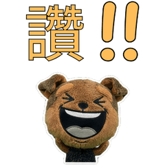 Taiwan Welsh Terrier  34