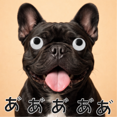 會動眼睛的狗 - 黑色法國鬥牛犬