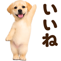 踊る！ラブラドールレトリバー