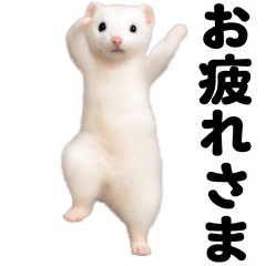 Dance least weasel