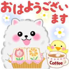 cute white Pomeranian in spring