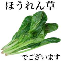 新鮮 菠菜　3