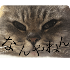 GOMAKURO_20260225184523