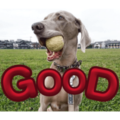 saosao_20260226132104