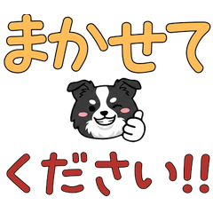 敬語丸顔ボーダーコリー23