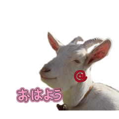 sakurachan2026