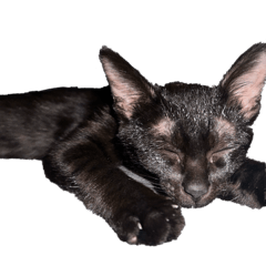 小黑貓幽幽-無字版