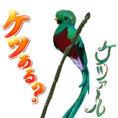 イッテQ!珍獣スタンプ ~コスタリカ編~