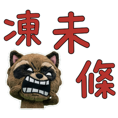 Taiwan Ezo Raccoon Dog  33