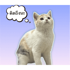 Kanin_20260226145903
