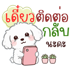 Little Maltese Mongkol Chakrawan