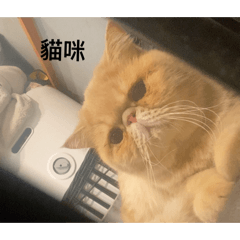 小西馨覺得牌沒有問題
