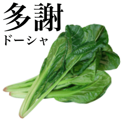 新鮮 菠菜　5