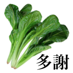 新鮮 菠菜　6