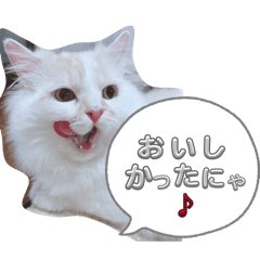 karikari_20260226160403