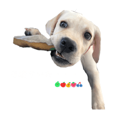 Hoku the Labrador Retriever