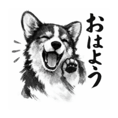 Black and white Corgi