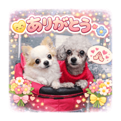 My family's goofy pup