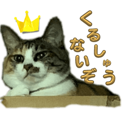 Toshio_20260226185330