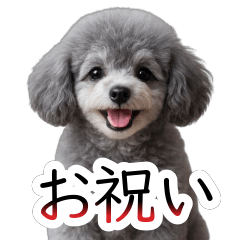 Celebration Talk Toy Poodle Shibuki