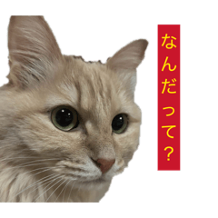 neko kinakoo