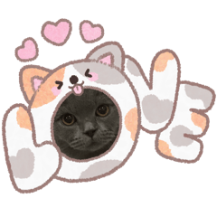 Cosmo Xiao Tao cat