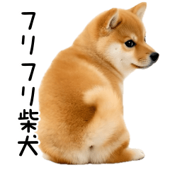 Move! Frifri Shiba Inu