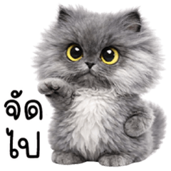 ลูกแมวขนฟูตาโตกลม ตัวแสบ