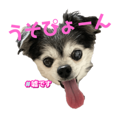 risa_20260227184022