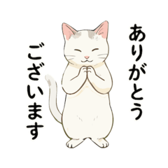 momo_20260227152547