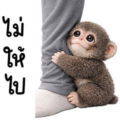 ลิงคุง ลิงหิมะน้อยน่ารัก 2