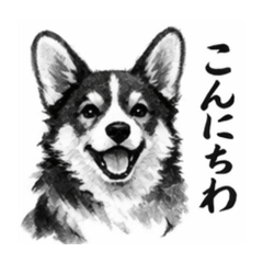 shirokuro Corgi