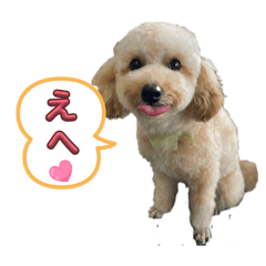 miya_20260227232806